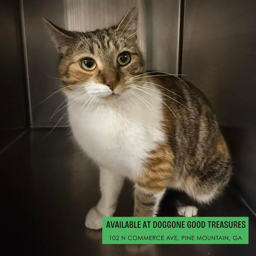 Autumn, Adoptable, Adult Female Domestic Short Hair.