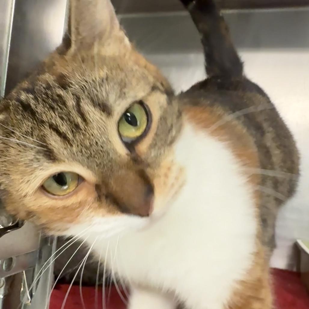 Autumn, Adoptable, Adult Female Domestic Short Hair.