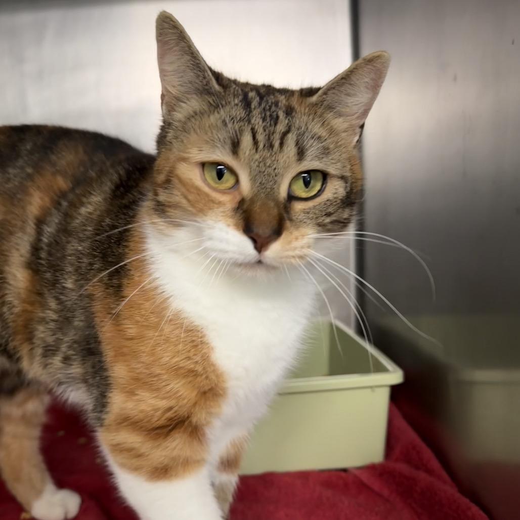 Enlarge Autumn, a Adoptable Domestic Short Hair in Hamilton, GA image 2/4