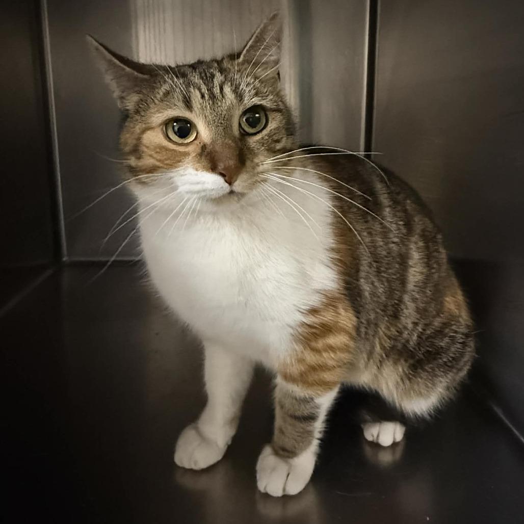 Autumn, Adoptable, Adult Female Domestic Short Hair.