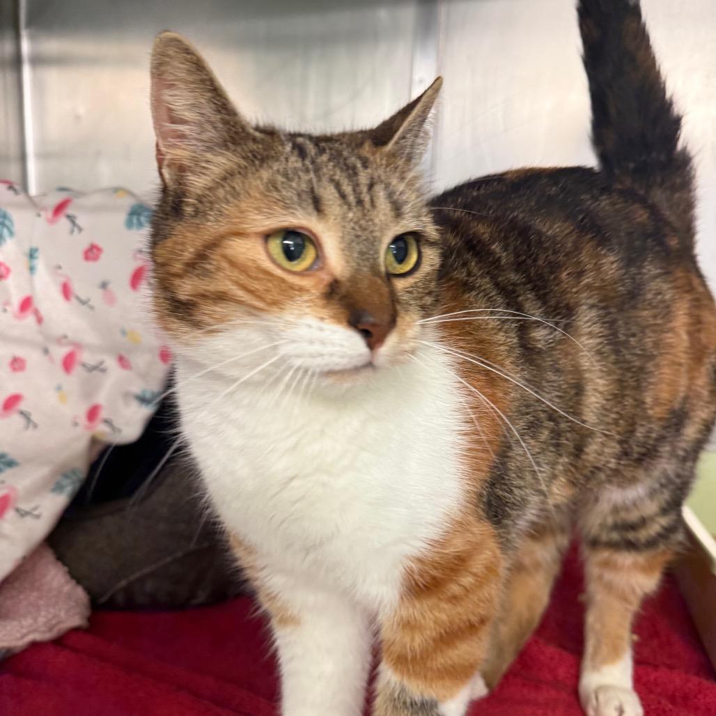 Enlarge Autumn, a Adoptable Domestic Short Hair in Hamilton, GA image 4/4