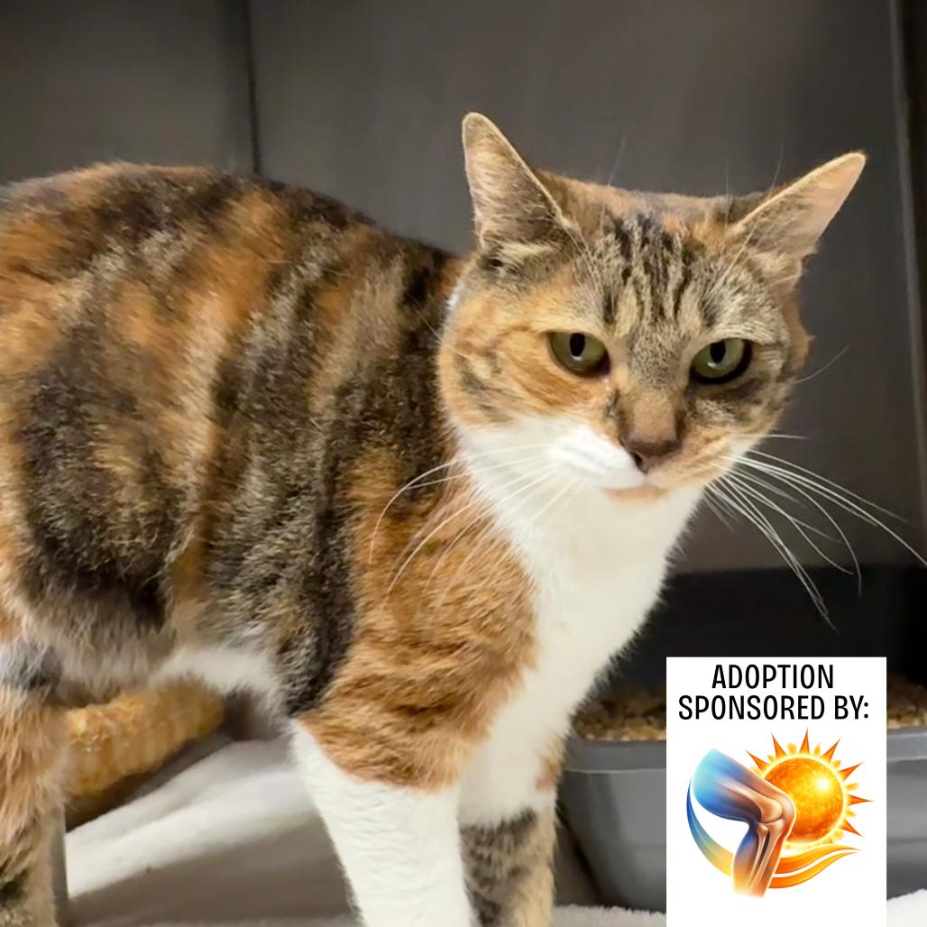 Enlarge Autumn 5817, a Adoptable Domestic Short Hair in Hamilton, GA image 5/6