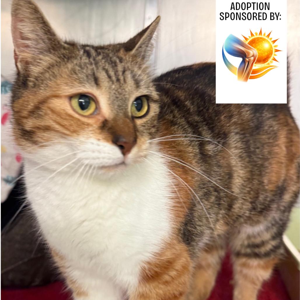 Enlarge Autumn, a Adoptable Domestic Short Hair in Hamilton, GA image 5/5
