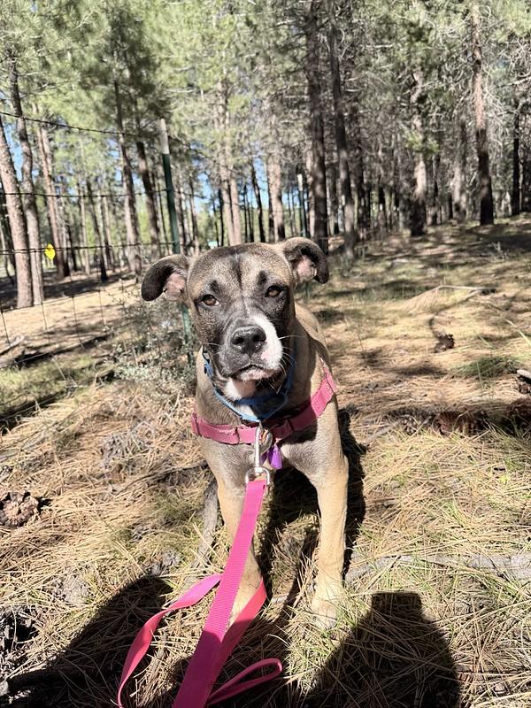 Clover, ADOPTABLE, Young Female Mixed Breed.