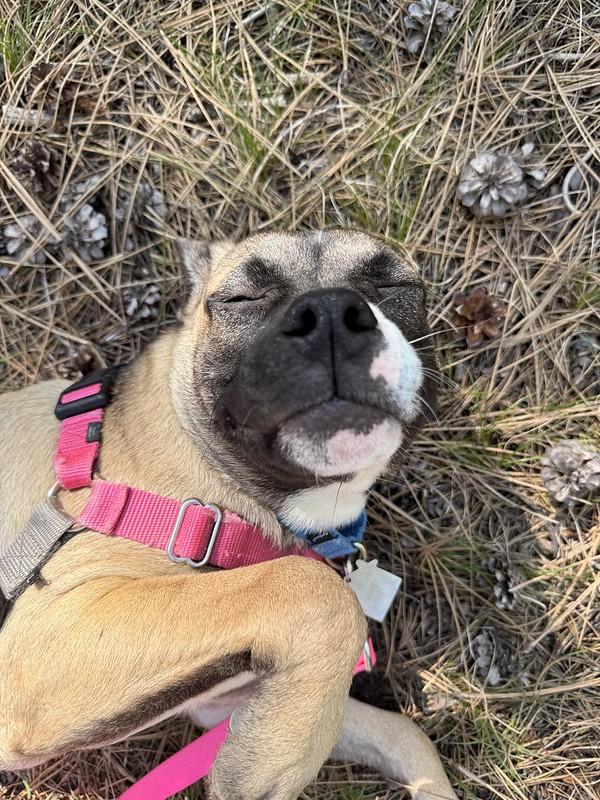 Enlarge Clover, a ADOPTABLE Mixed Breed in Truckee, CA image 3/3