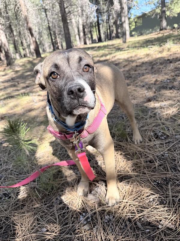 Enlarge Clover, a ADOPTABLE Mixed Breed in Truckee, CA image 2/3