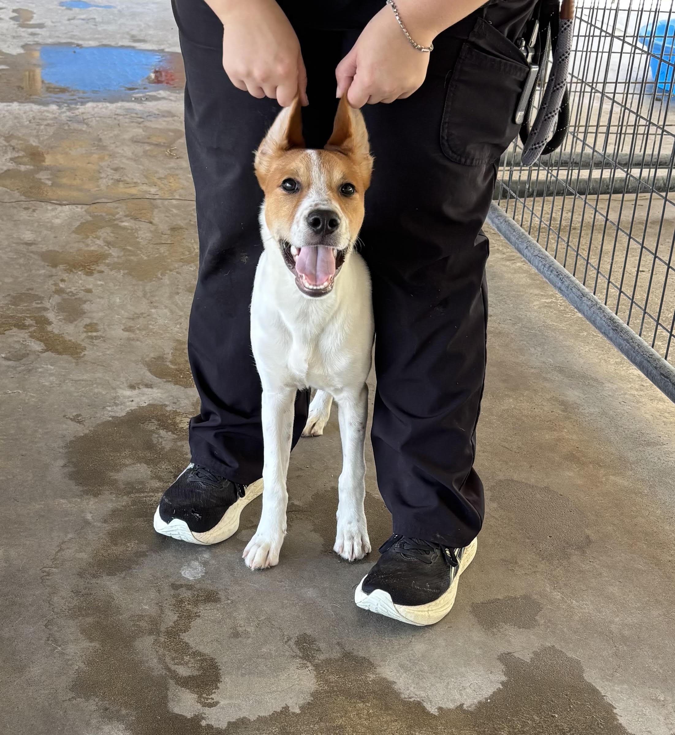 "Hammy" Ham-Hock, Adopted, Young Male Mixed Breed.