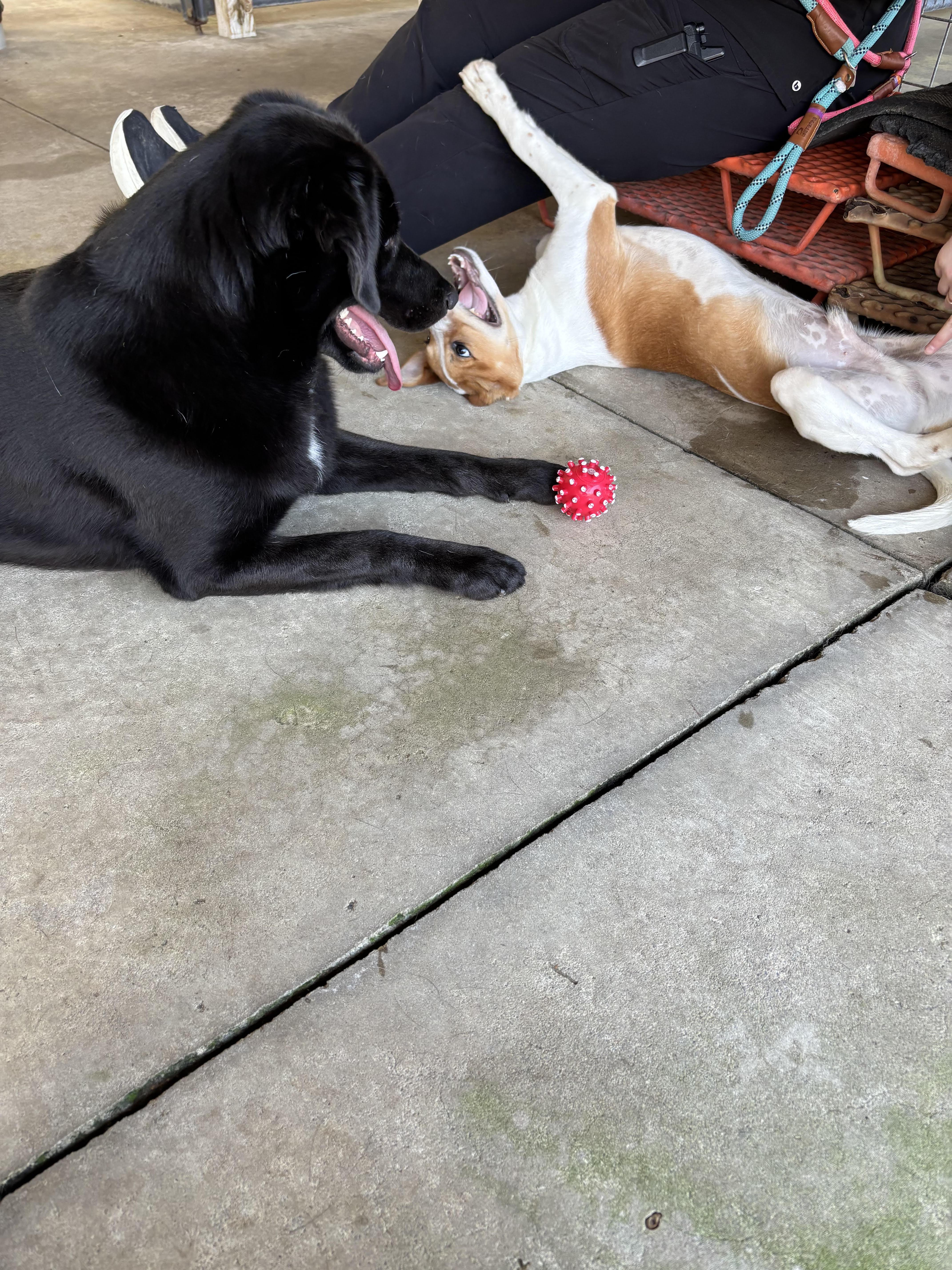 Enlarge "Hammy" Ham-Hock, a Adopted mixed breed in Cabot, AR image 2/4