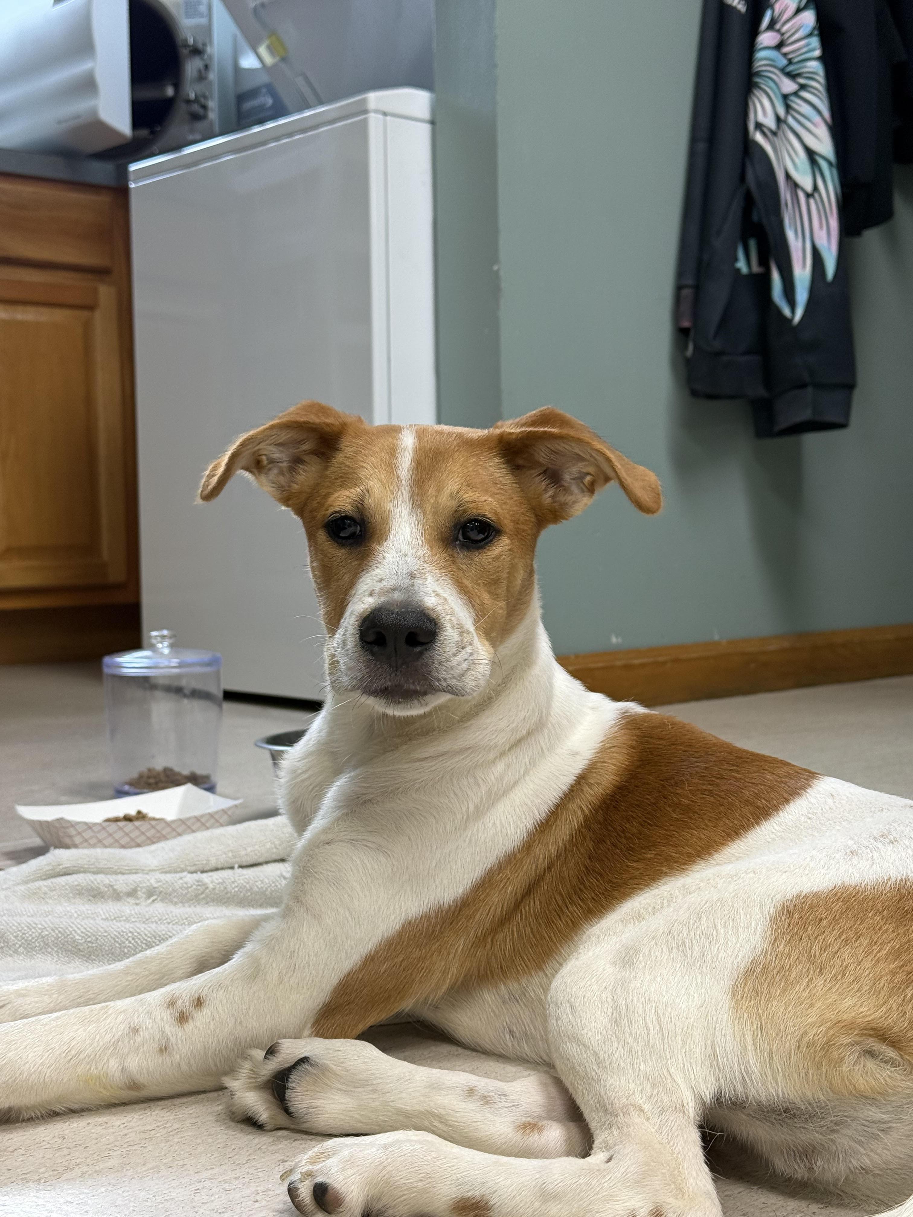 Enlarge "Hammy" Ham-Hock, a Adopted mixed breed in Cabot, AR image 3/4