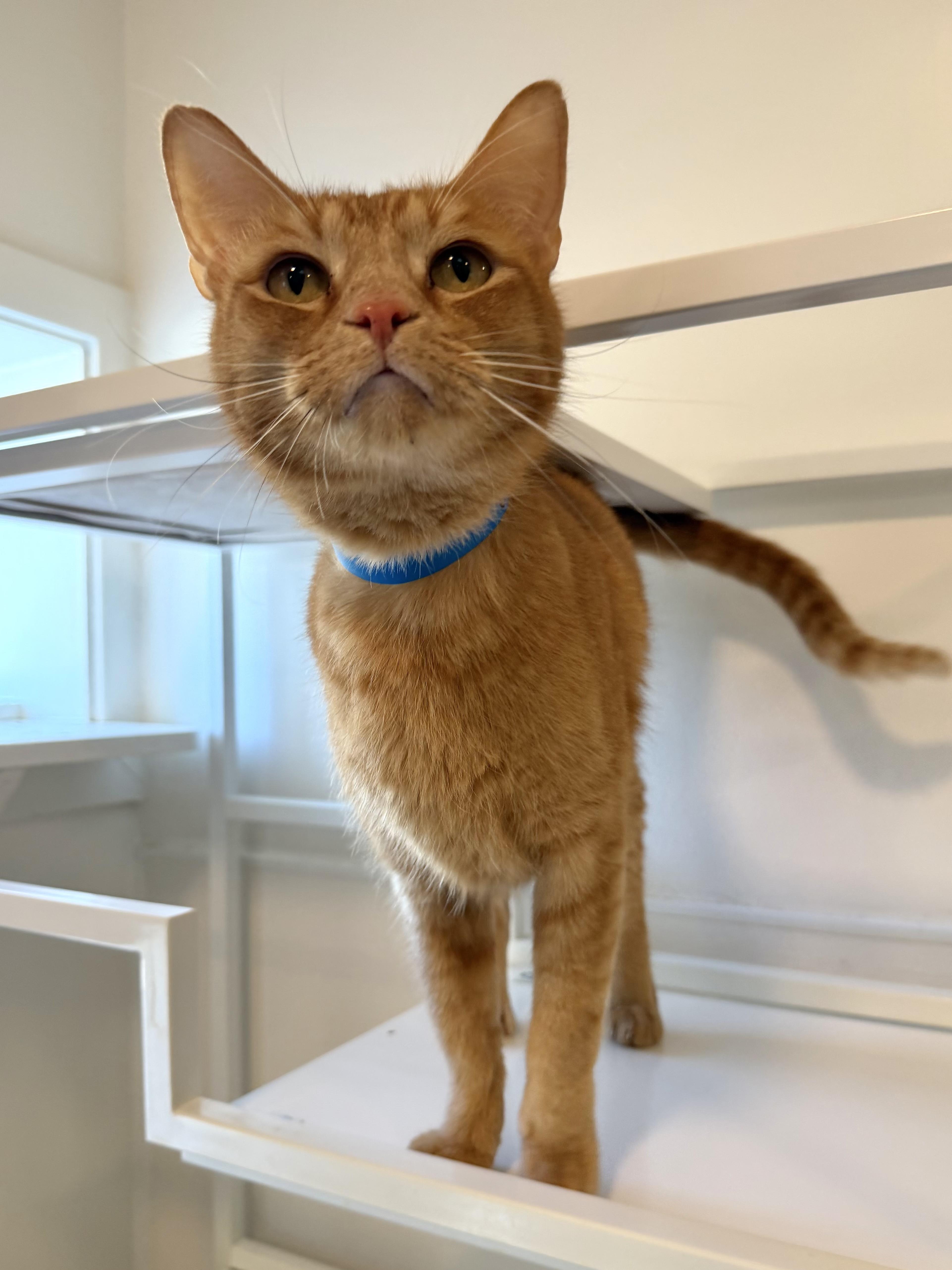 Enlarge Cattywompus, a Adoptable Domestic Short Hair in Chicago, IL image 2/3