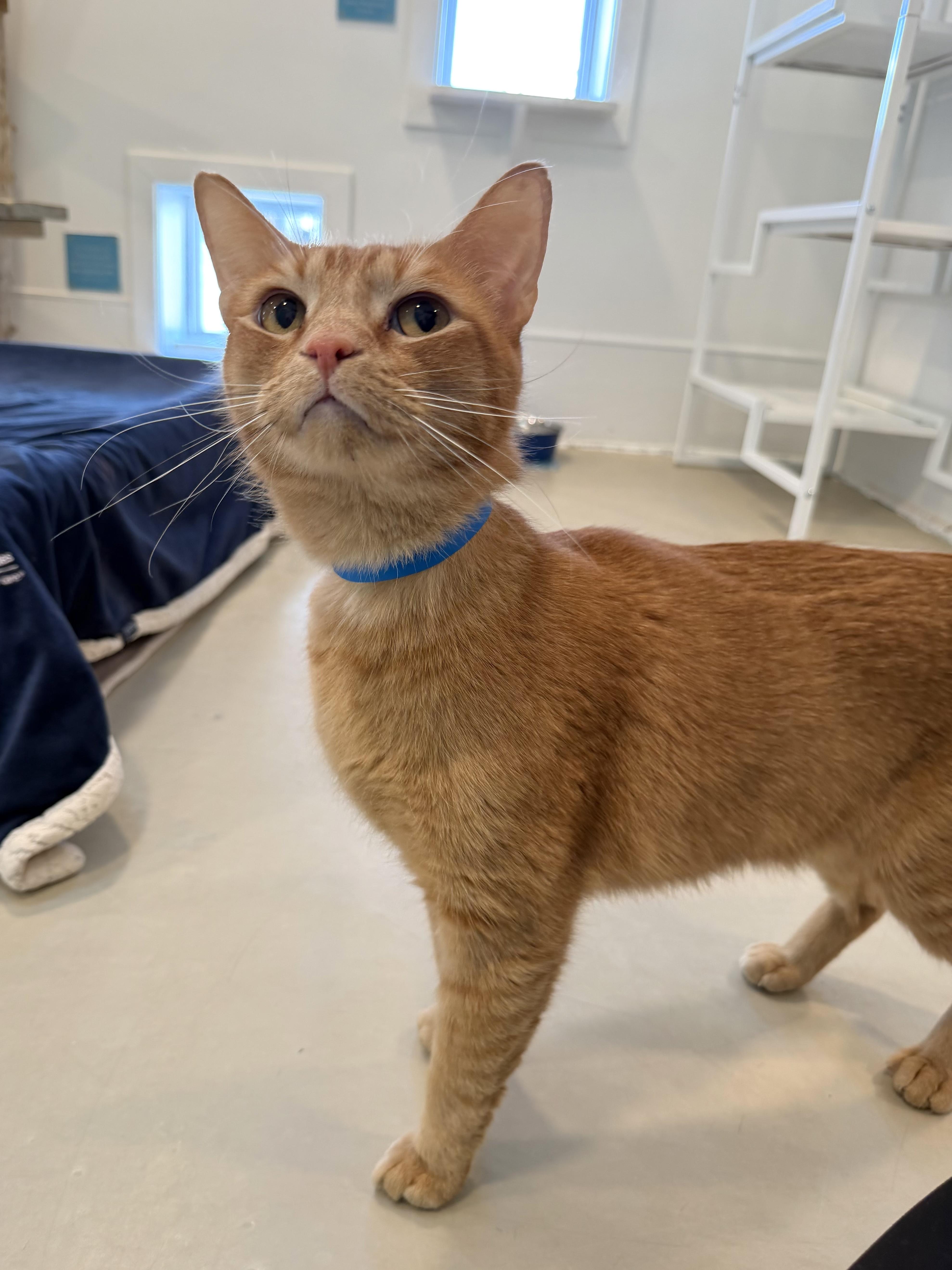 Enlarge Cattywompus, a Adoptable Domestic Short Hair in Chicago, IL image 3/3