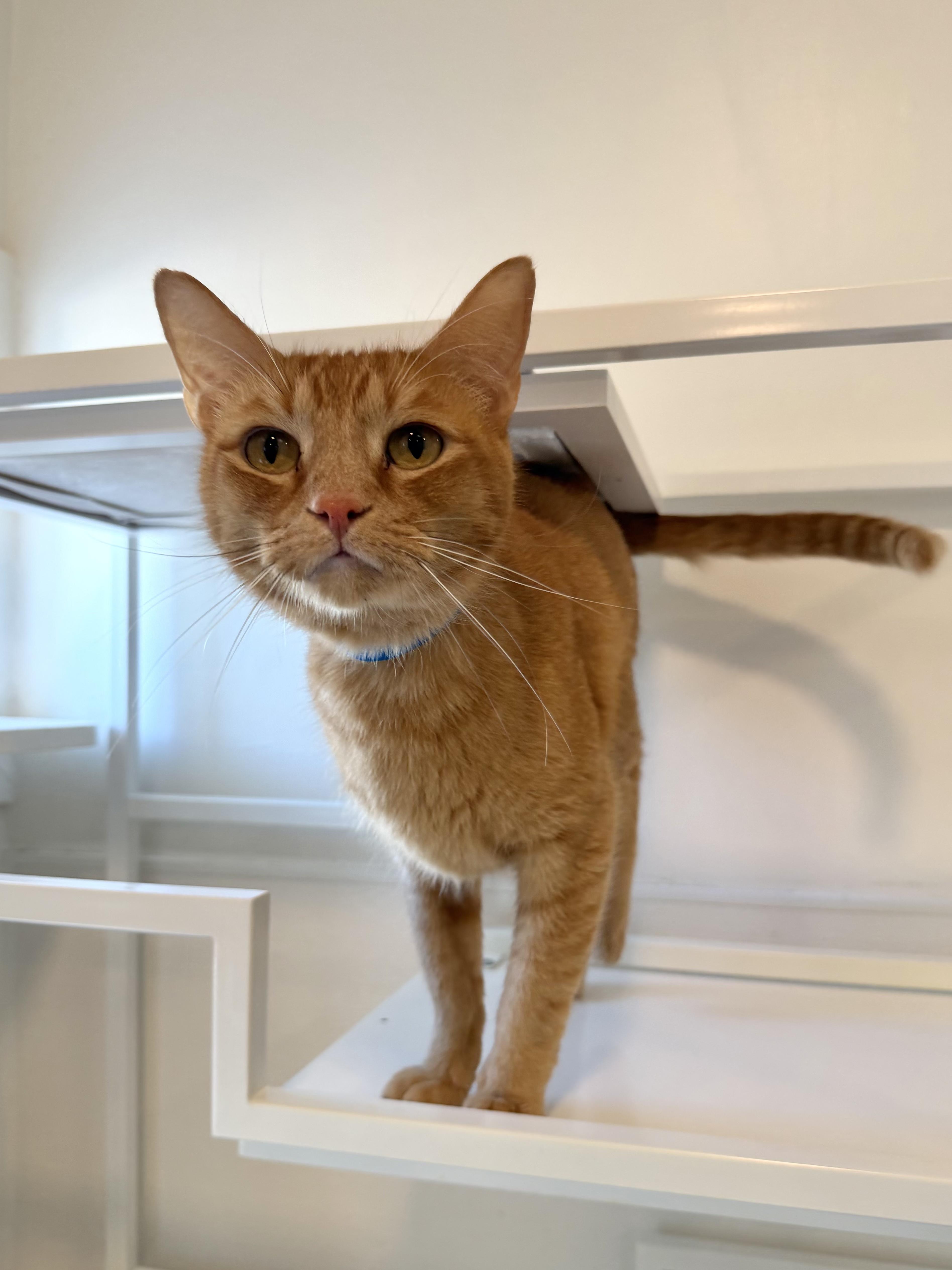 Enlarge Cattywompus, a Adoptable Domestic Short Hair in Chicago, IL image 1/3