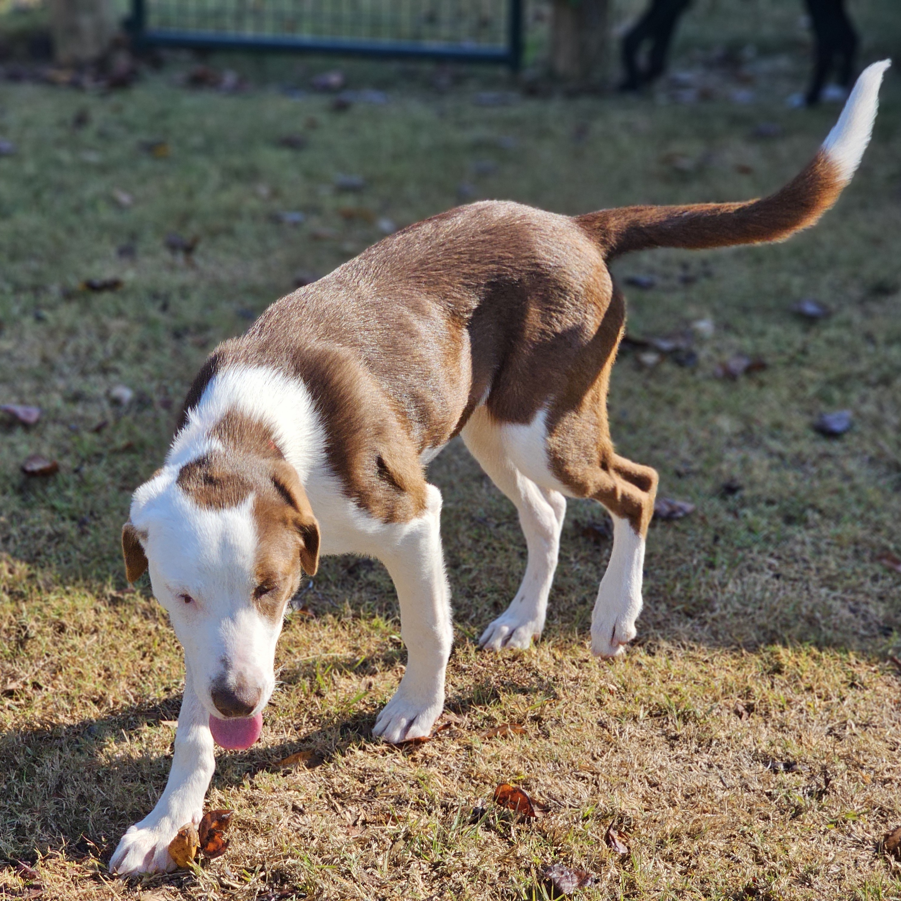 Enlarge Lana, a Adoptable mixed breed in Allentown, PA image 3/4