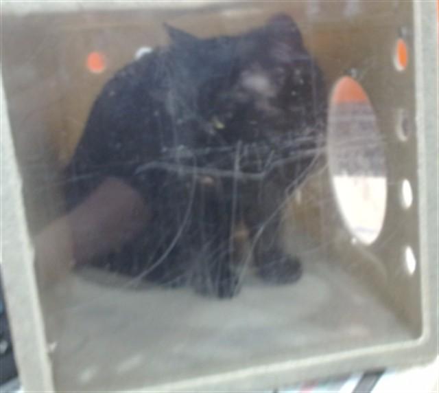 Enlarge IAN, a Adoptable Domestic Short Hair in Louisville, KY image 1/1