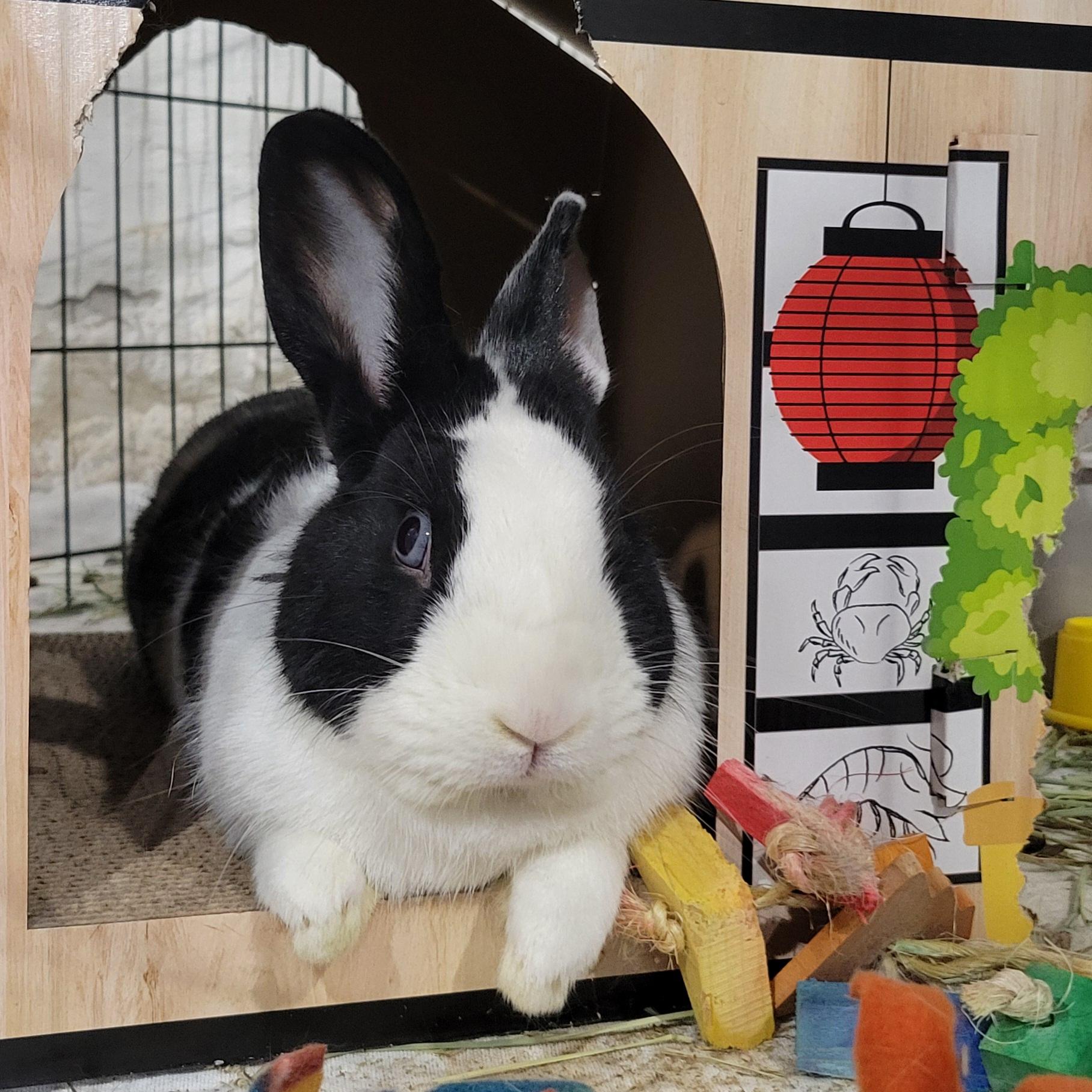 Enlarge Ozzy, a Adoptable mixed breed in Pittsburgh, PA image 2/4