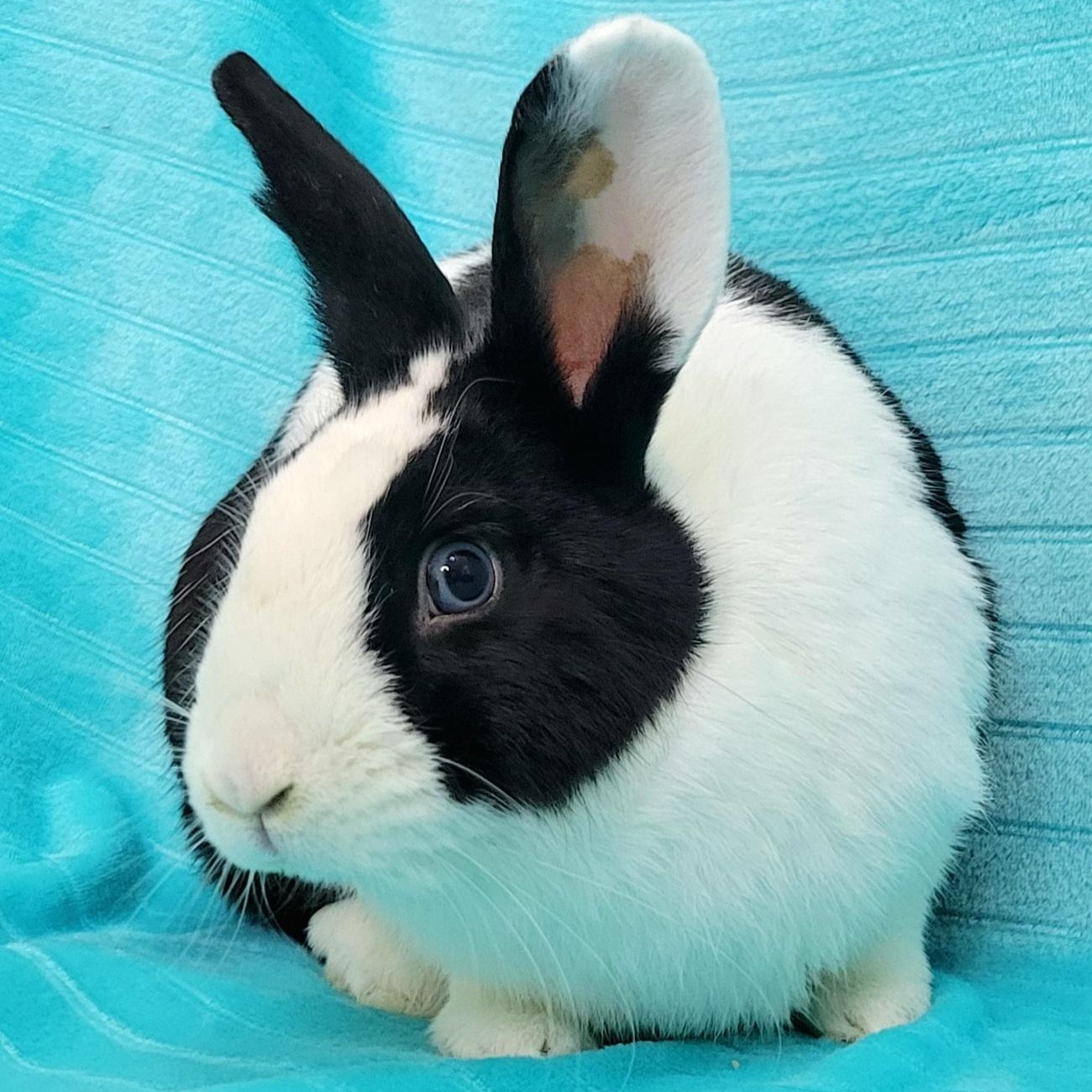 ozzy and bunny