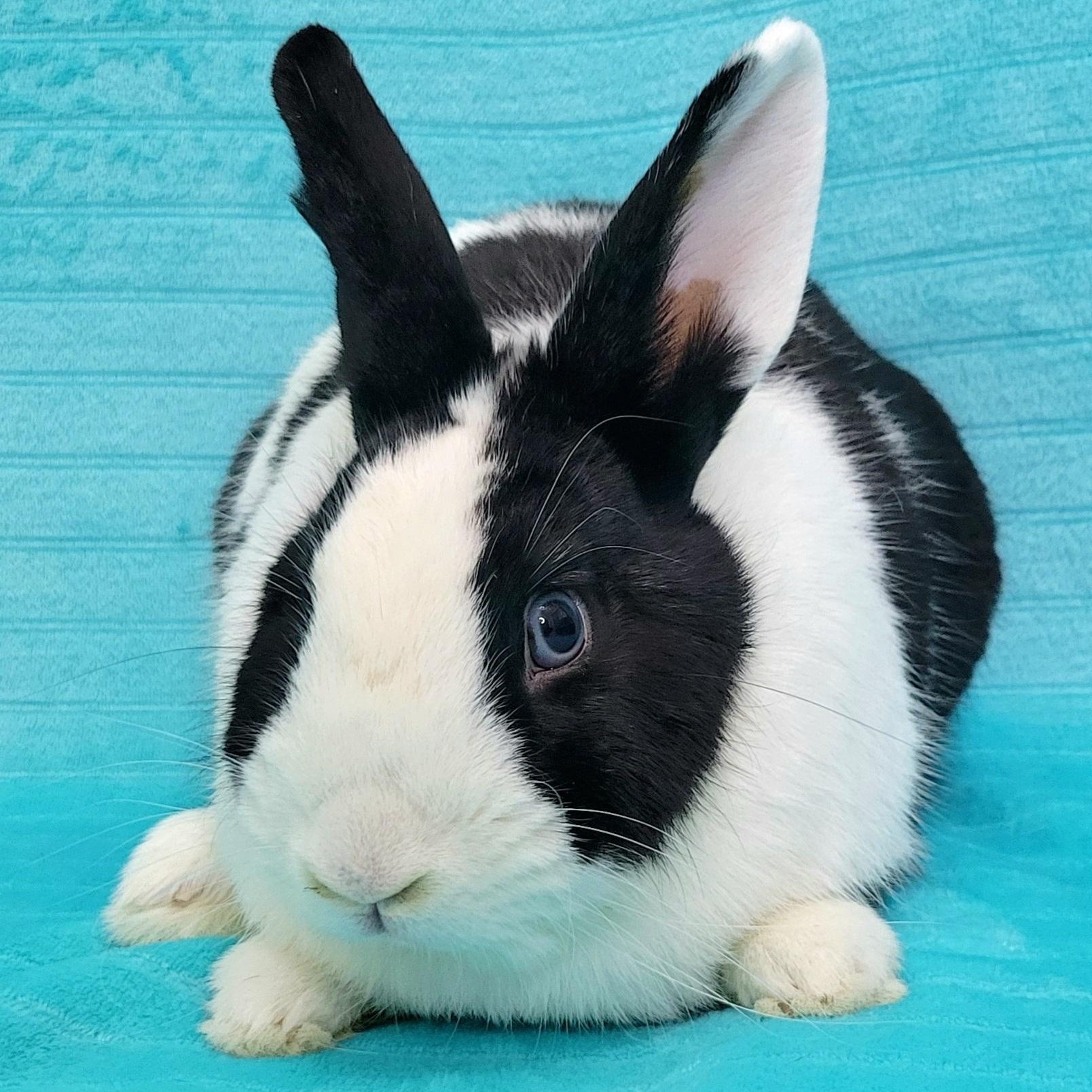 Enlarge Ozzy, a Adoptable mixed breed in Pittsburgh, PA image 4/4