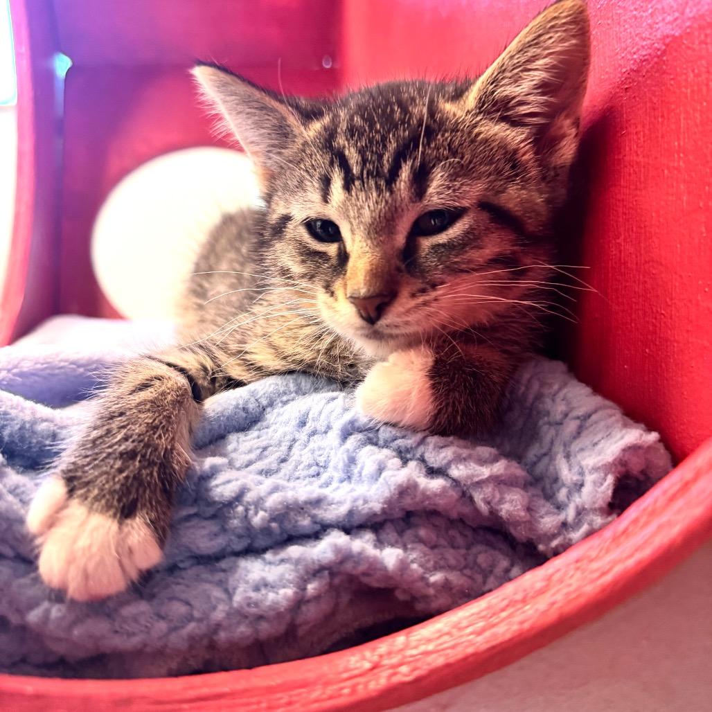 Angel Face, Adoptable, Kitten Female Domestic Medium Hair.