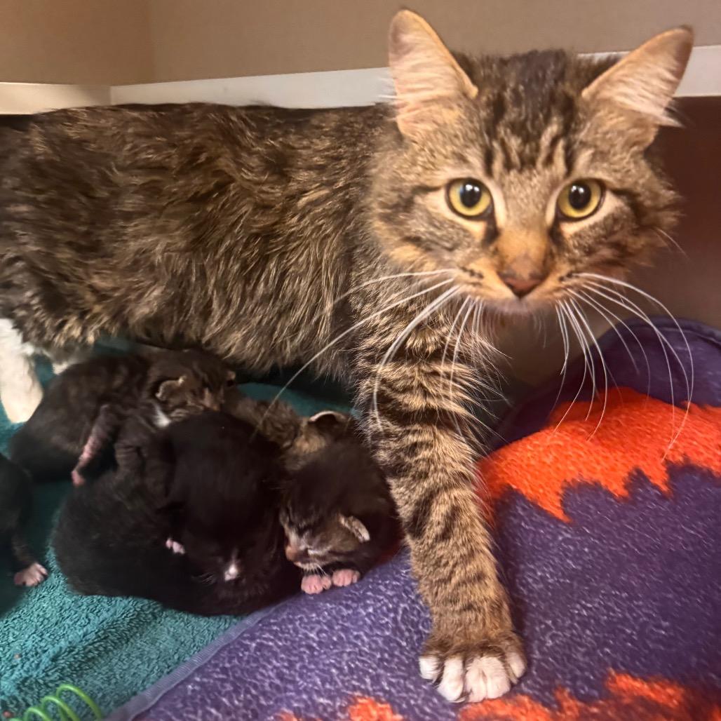 Angel Face, a Adoptable Domestic Medium Hair in Wheeling, IL image 2/4