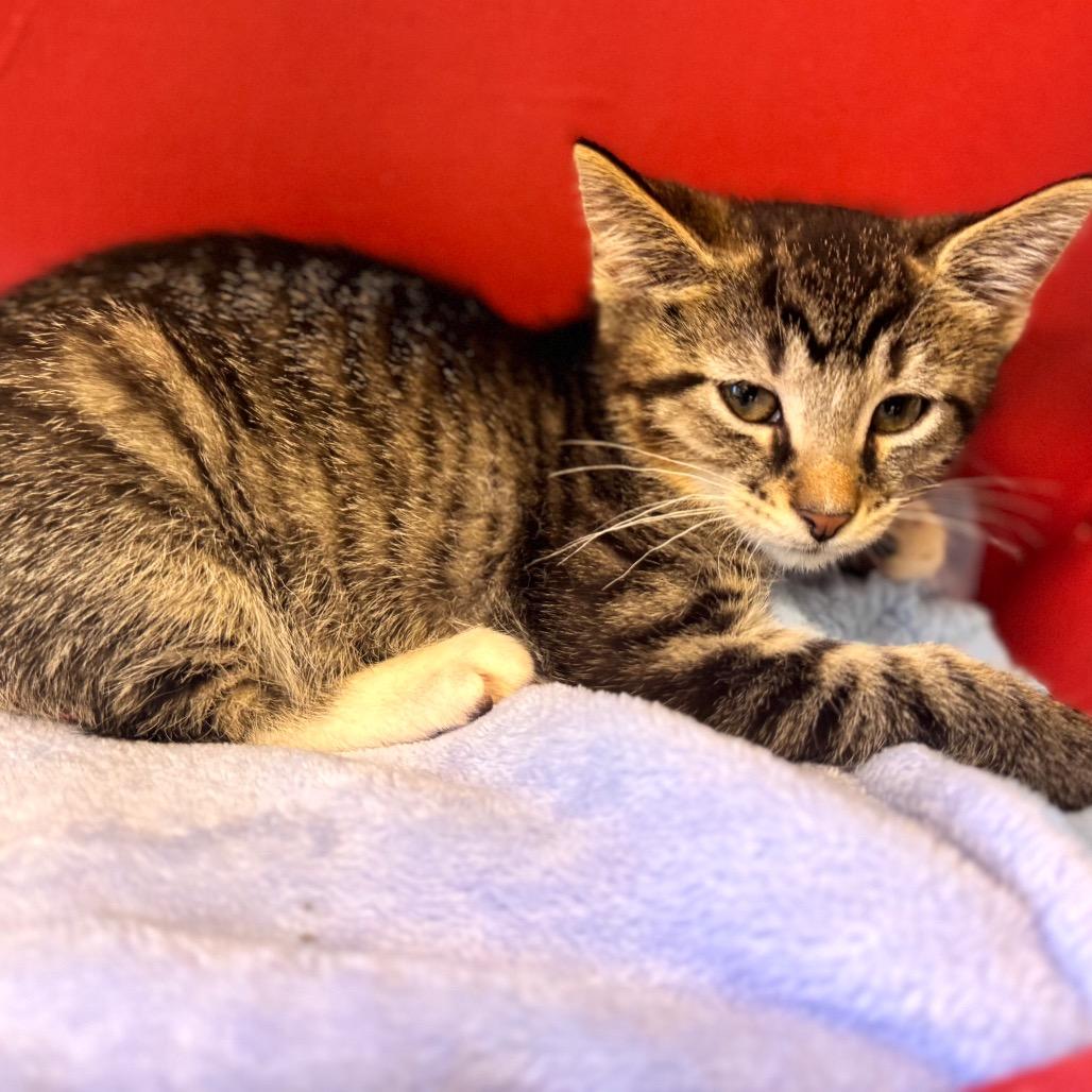 Angel Face, a Adoptable Domestic Medium Hair in Wheeling, IL image 4/4