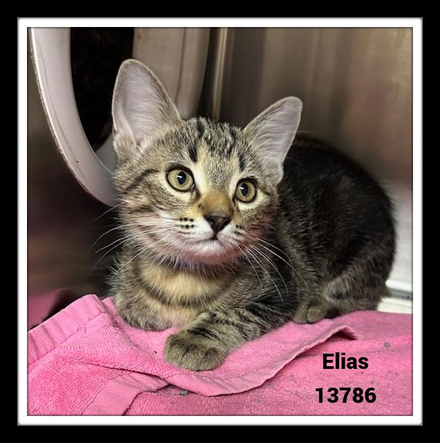 ELIAS, a Adoptable mixed breed in Marietta, GA image 2/6