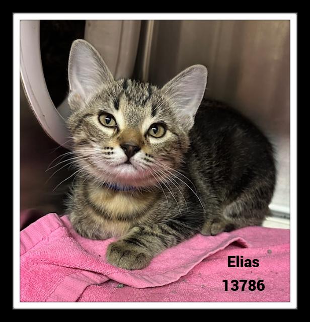 ELIAS, a Adoptable mixed breed in Marietta, GA image 1/6