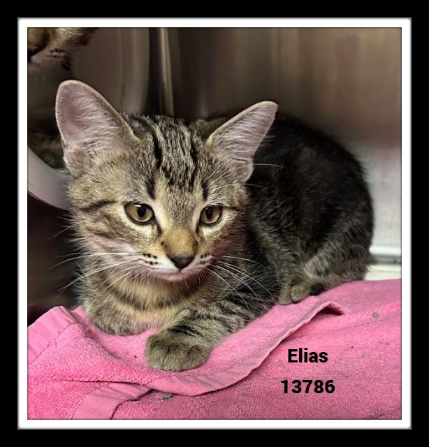 ELIAS, a Adoptable mixed breed in Marietta, GA image 3/6