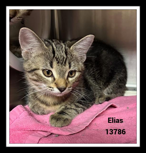 ELIAS, a Adoptable mixed breed in Marietta, GA image 5/6