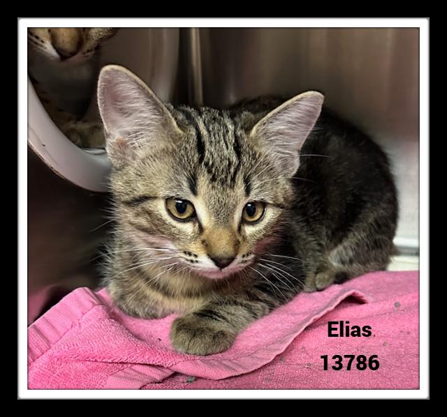 ELIAS, a Adoptable mixed breed in Marietta, GA image 6/6