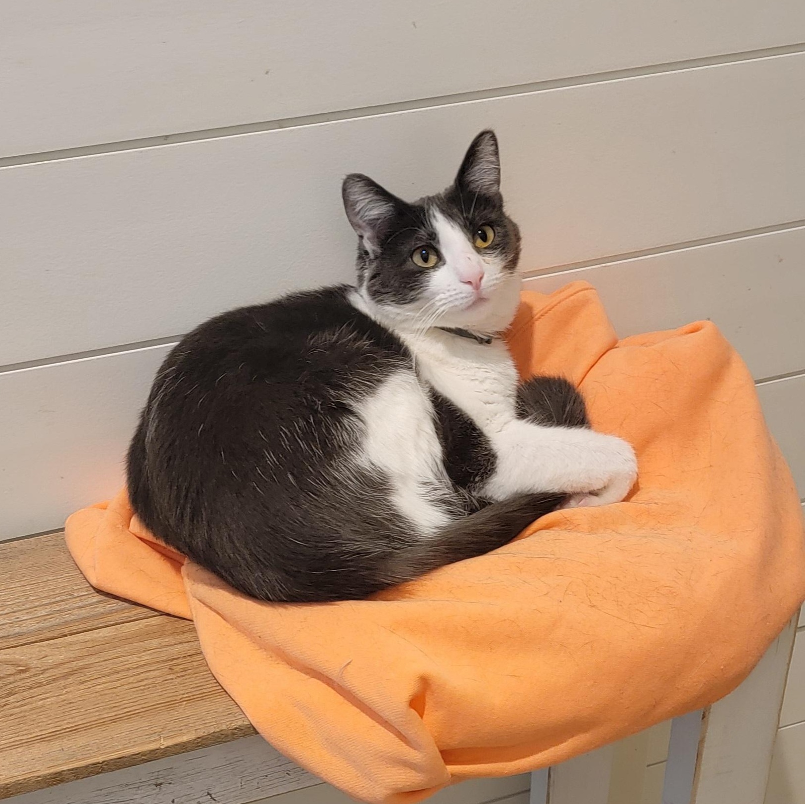 Seven-Outgoing!!, a Adoptable Domestic Short Hair in Wyandotte, MI image 3/6