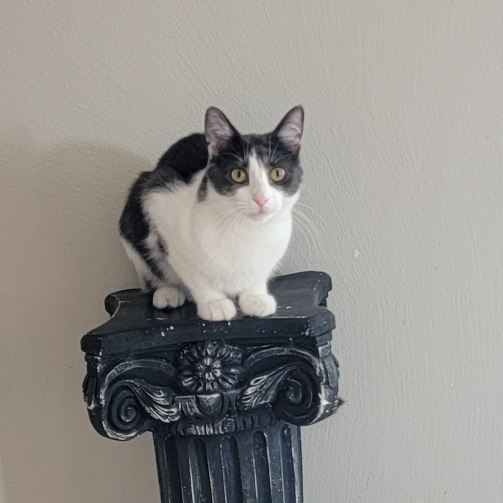 Seven-Outgoing!!, a Adoptable Domestic Short Hair in Wyandotte, MI image 6/6