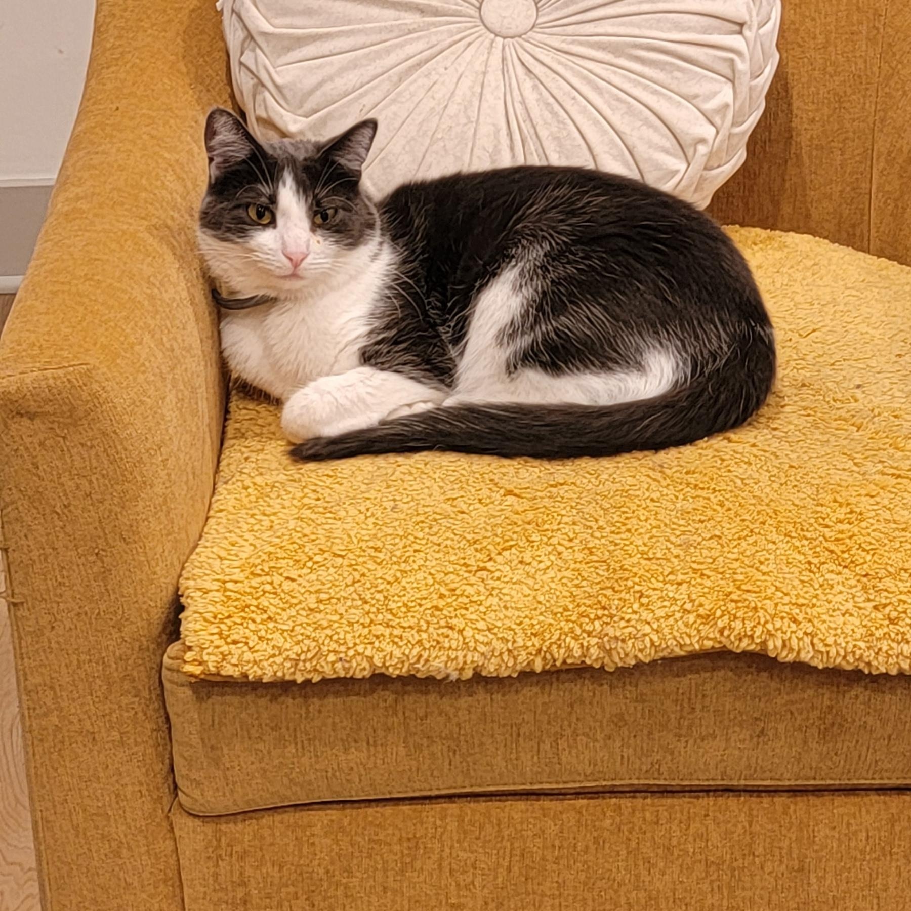 Seven-Outgoing!!, a Adoptable Domestic Short Hair in Wyandotte, MI image 2/6