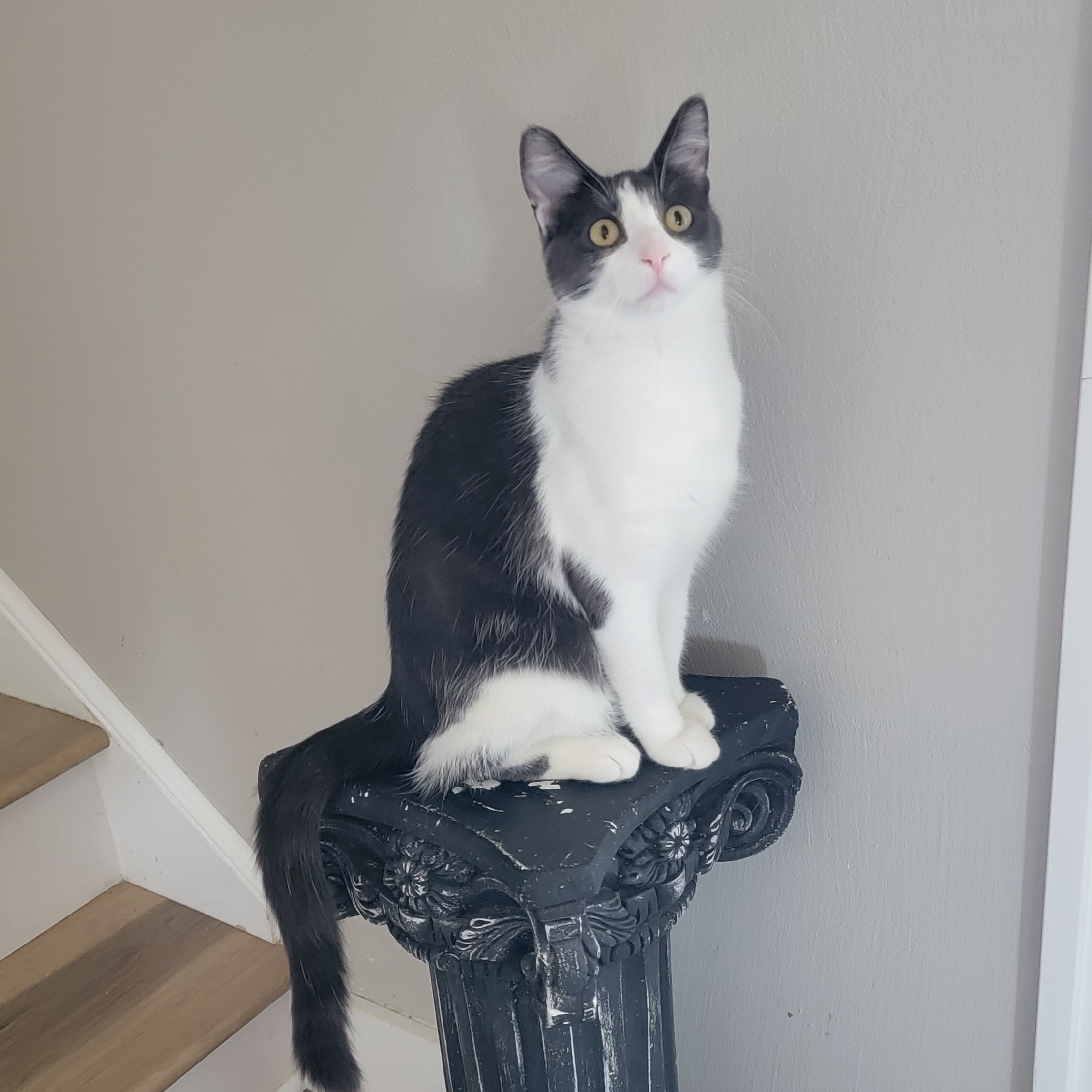 Seven-Outgoing!!, Adoptable, Young Female Domestic Short Hair.