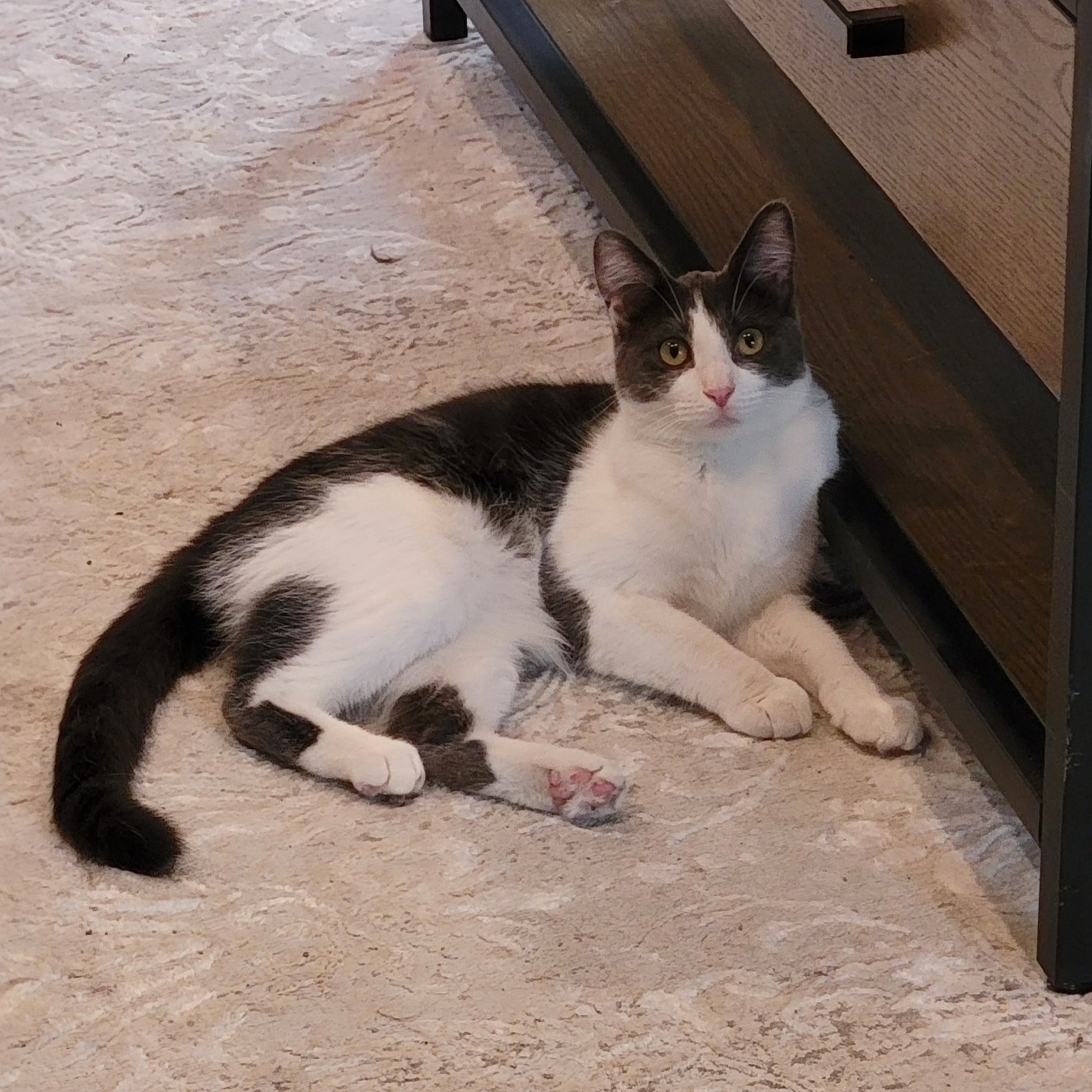 Seven-Outgoing!!, a Adoptable Domestic Short Hair in Wyandotte, MI image 4/6