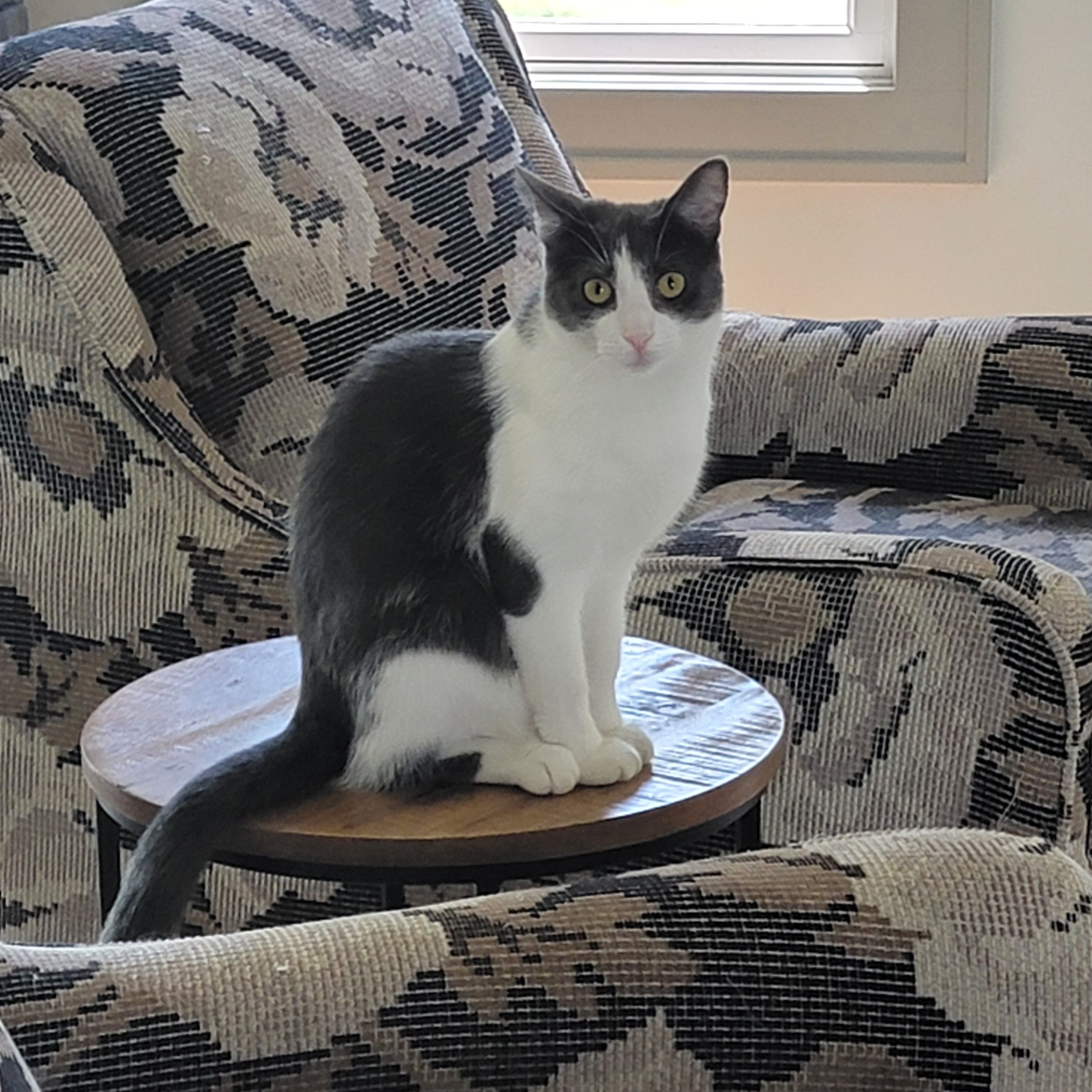 Seven-Outgoing!!, a Adoptable Domestic Short Hair in Wyandotte, MI image 5/6