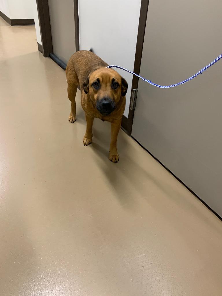 Rubie, Adoptable, Young Female Hound.