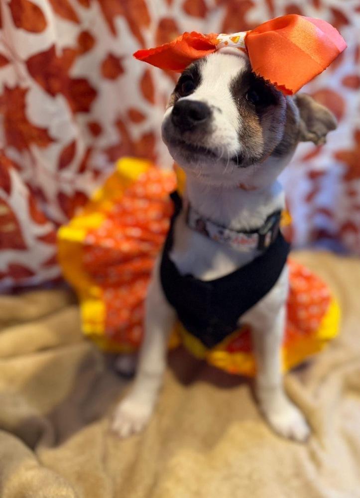 Crayon, Adoptable, Puppy Female Chihuahua.
