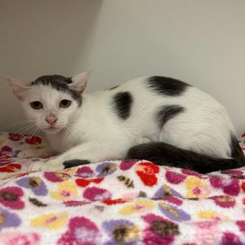 Jolene, Adoptable, Young Female Domestic Short Hair.