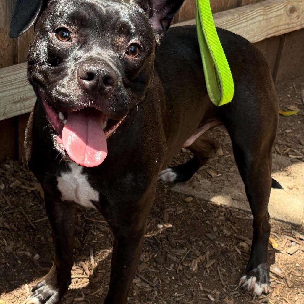 Larry, a Adoptable mixed breed in Boerne, TX image 1/5