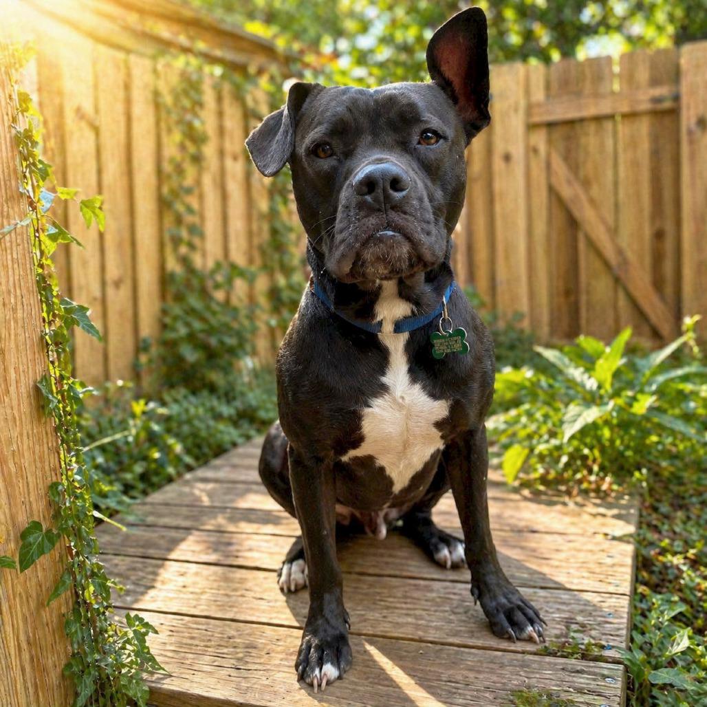Larry, Adoptable, Adult Male Labrador Retriever & French Bulldog.