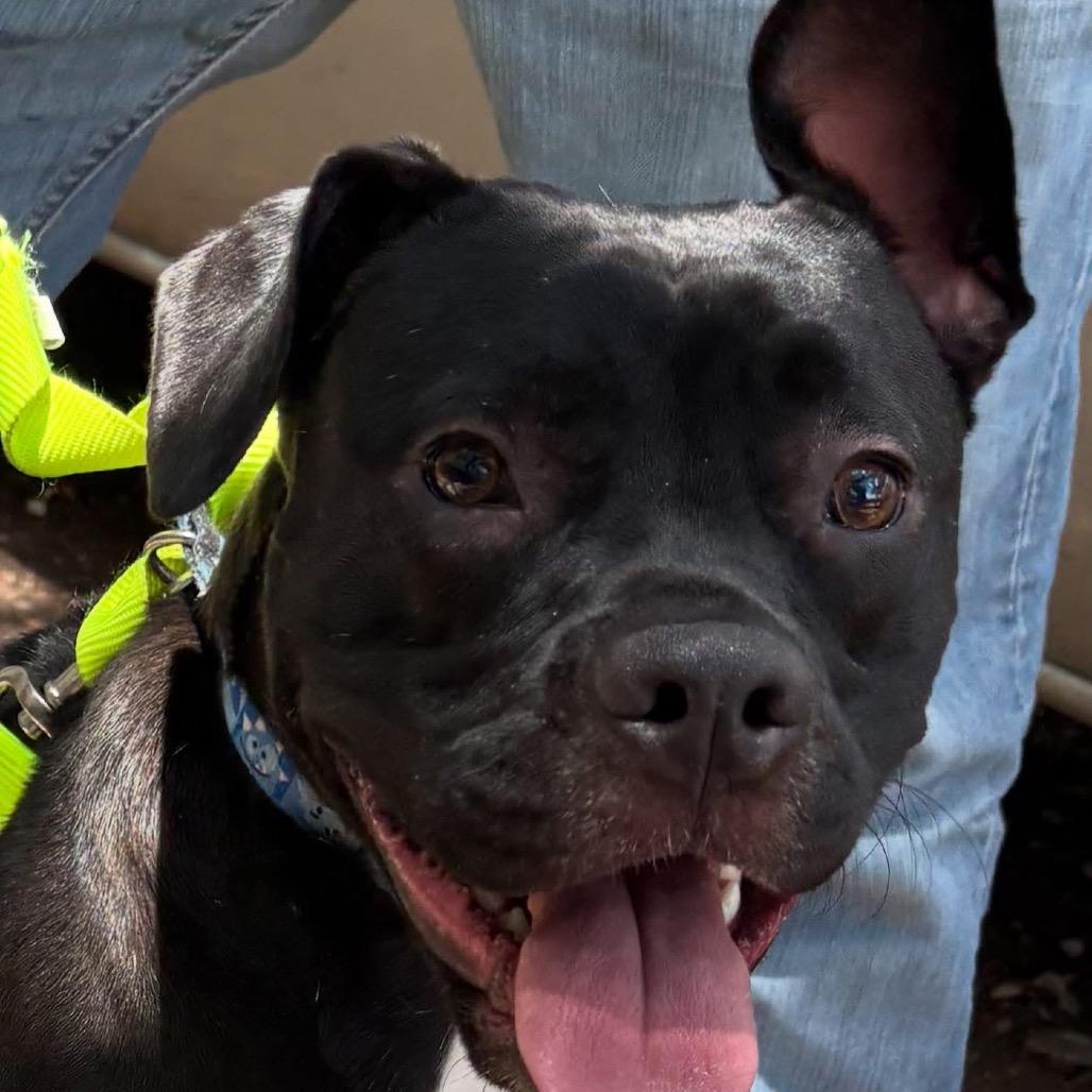 Larry, a Adoptable mixed breed in Boerne, TX image 2/5