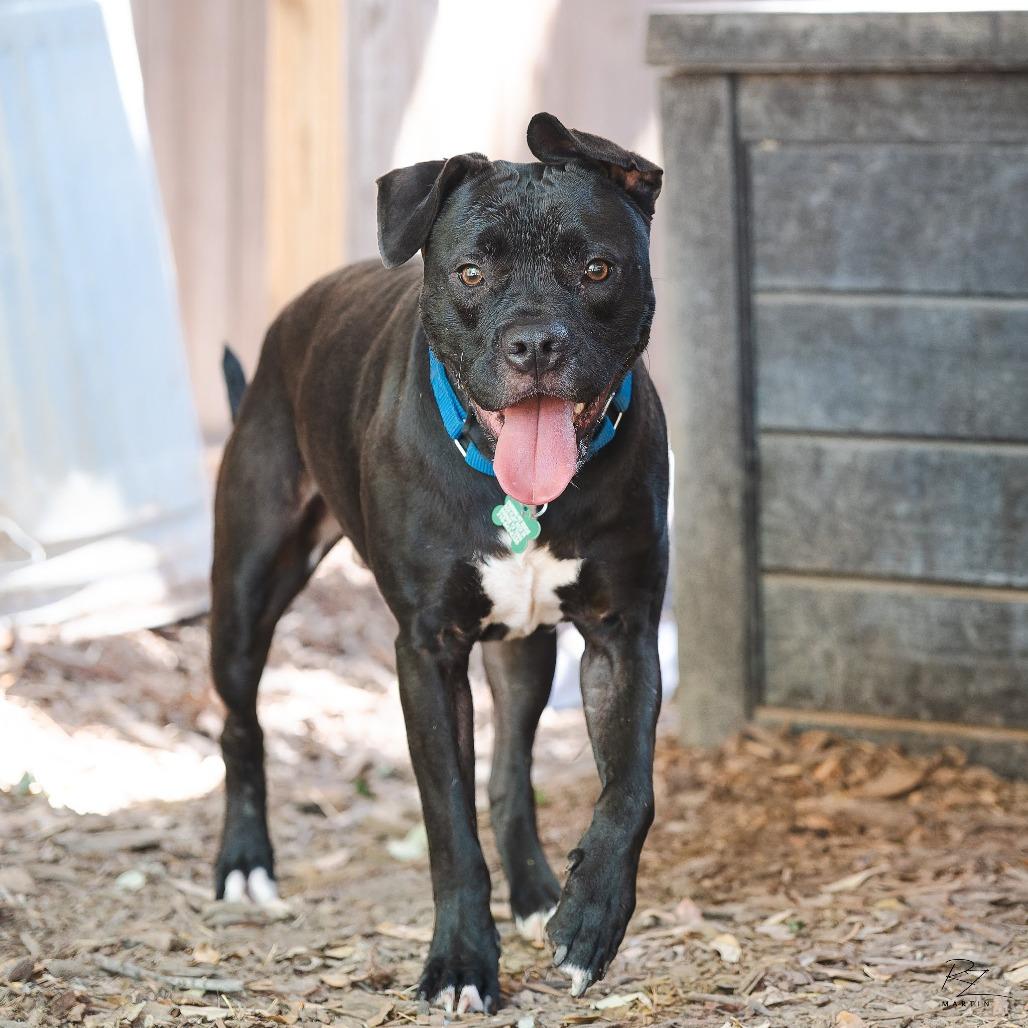 Larry, Adoptable, Adult Male Labrador Retriever & French Bulldog.