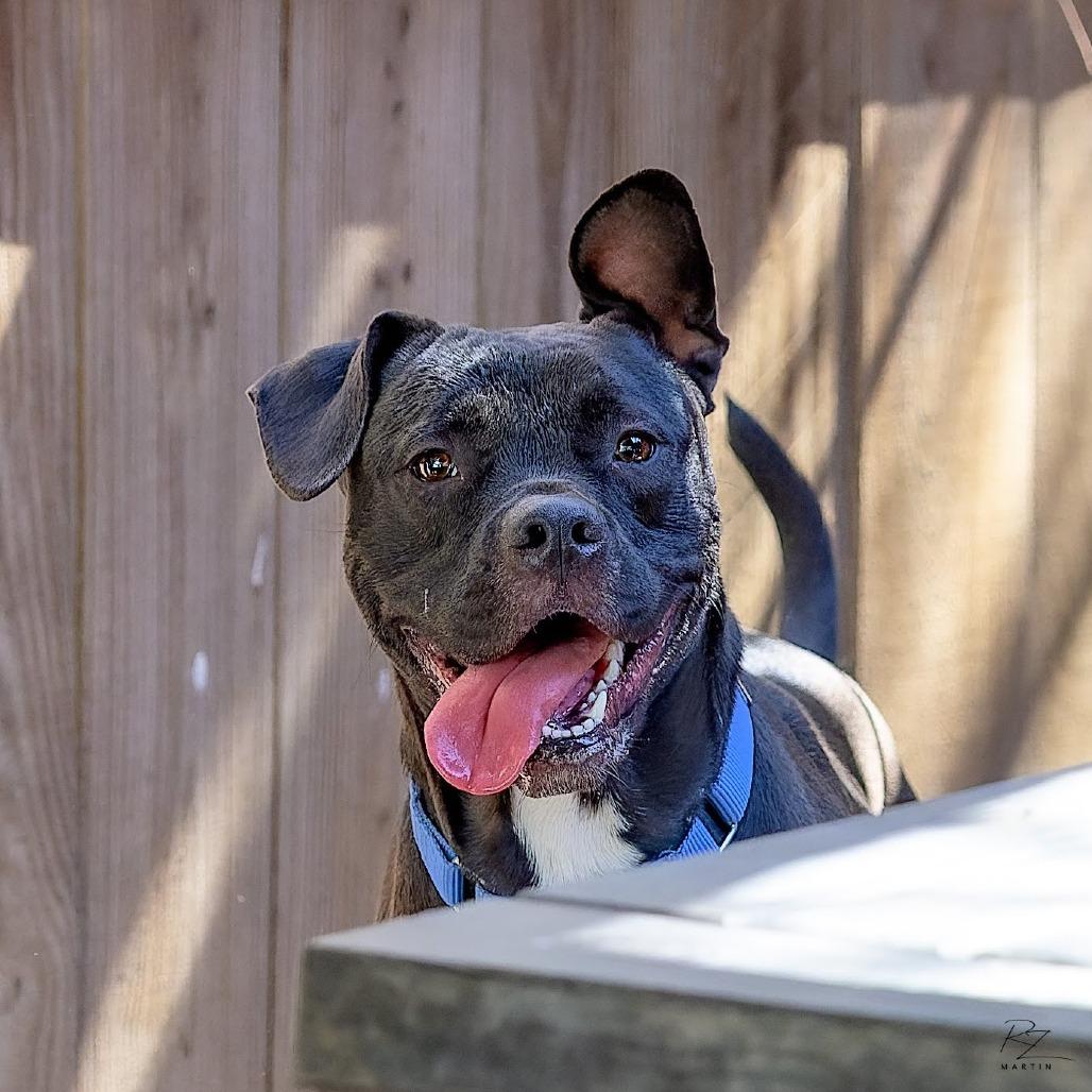 Enlarge Larry, a Adoptable mixed breed in Boerne, TX image 1/6