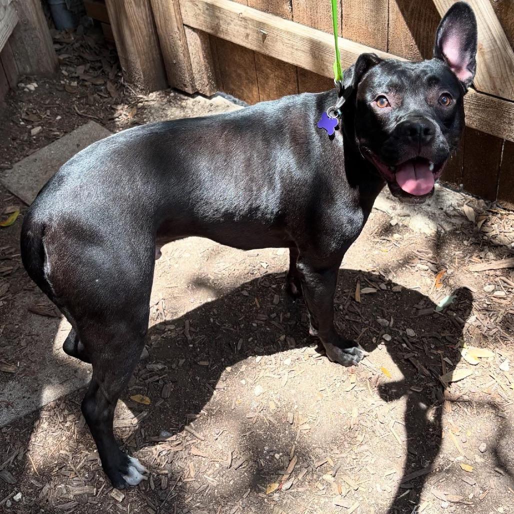Larry, a Adoptable mixed breed in Boerne, TX image 3/5