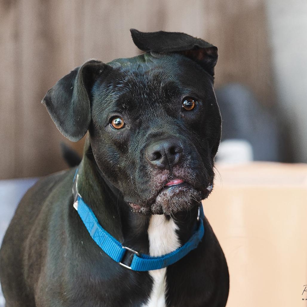 Enlarge Larry, a Adoptable mixed breed in Boerne, TX image 3/5