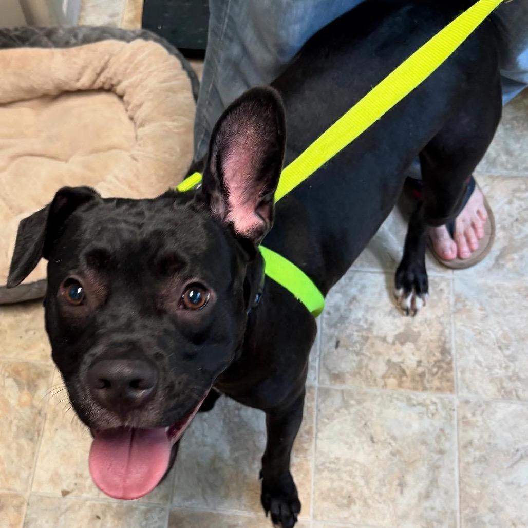 Larry, a Adoptable mixed breed in Boerne, TX image 4/5