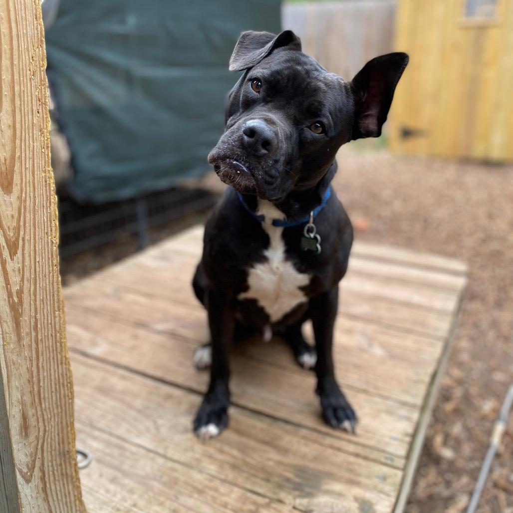 Enlarge Larry, a Adoptable mixed breed in Boerne, TX image 2/6