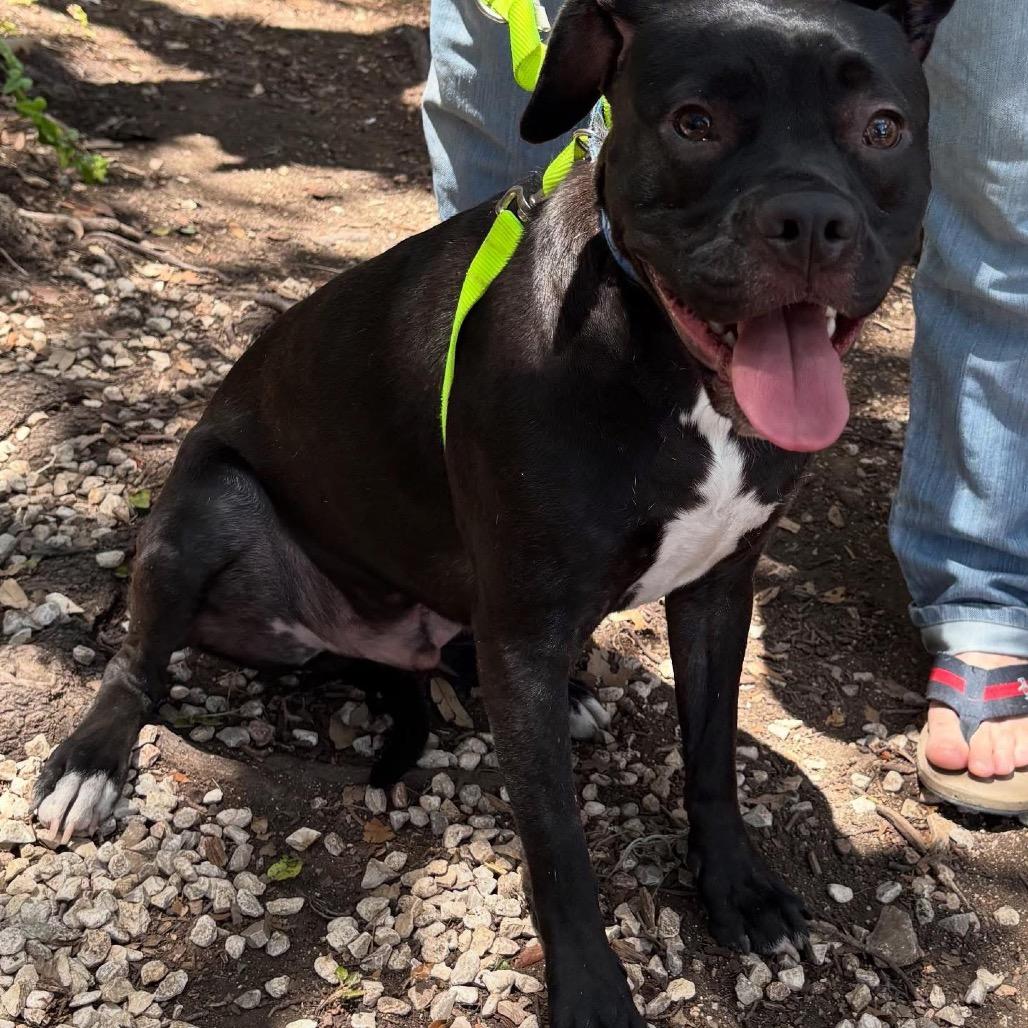 Larry, a Adoptable mixed breed in Boerne, TX image 5/5