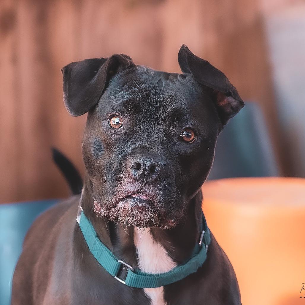 Enlarge Larry, a Adoptable mixed breed in Boerne, TX image 5/5