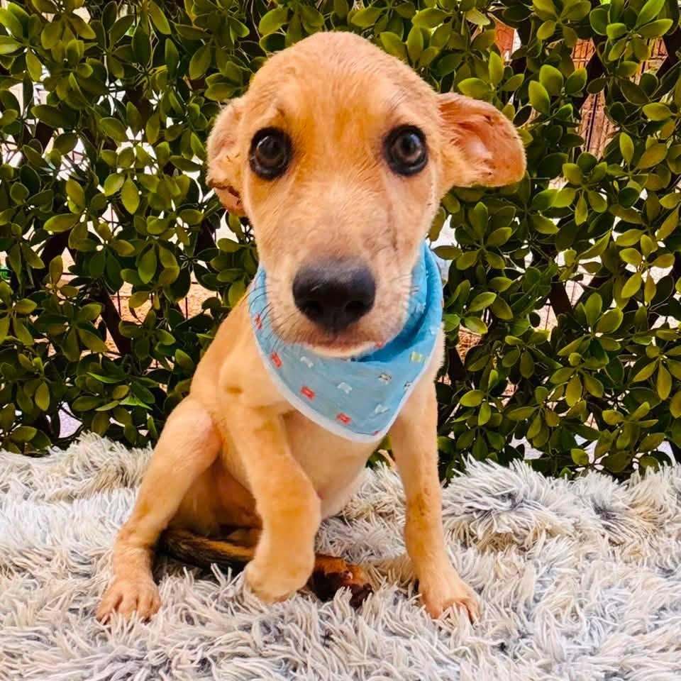 Enlarge Lobito, a Adoptable mixed breed in Williamsburg, ON image 2/4